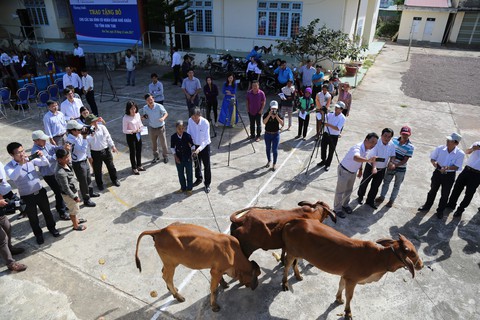 Tặng 15 bò giống cho các gia đình khó khăn ở Kon Tum - Ảnh 1. Tặng 15 bò giống cho các gia đình khó khăn ở Kon Tum - Ảnh 1.