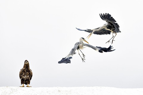 Ngắm ảnh thiên nhiên tuyệt đẹp đoạt giải của NatGeo năm 2017 - Ảnh 3. Ngắm ảnh thiên nhiên tuyệt đẹp đoạt giải của NatGeo năm 2017 - Ảnh 3.