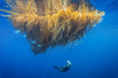 Những bức ảnh xuất sắc nhất của NatGeo năm 2017 - Ảnh 5. Những bức ảnh xuất sắc nhất của NatGeo năm 2017 - Ảnh 5.