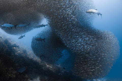 Ngắm ảnh thiên nhiên tuyệt đẹp đoạt giải của NatGeo năm 2017 - Ảnh 20. Ngắm ảnh thiên nhiên tuyệt đẹp đoạt giải của NatGeo năm 2017 - Ảnh 20.