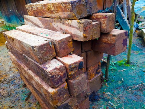 Tan nát rừng đầu nguồn - Kỳ 2: Tận diệt pơmu - Ảnh 2. Tan nát rừng đầu nguồn - Kỳ 2: Tận diệt pơmu - Ảnh 2.