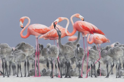 Ngắm ảnh thiên nhiên tuyệt đẹp đoạt giải của NatGeo năm 2017 - Ảnh 2. Ngắm ảnh thiên nhiên tuyệt đẹp đoạt giải của NatGeo năm 2017 - Ảnh 2.