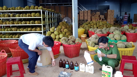 Đình chỉ 4 tháng với doanh nghiệp ngâm sầu riêng trong hóa chất - Ảnh 1. Đình chỉ 4 tháng với doanh nghiệp ngâm sầu riêng trong hóa chất - Ảnh 1.