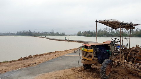 Mưa lụt khác thường, hàng ngàn hecta lúa mới sạ bị ngập - Ảnh 2. Mưa lụt khác thường, hàng ngàn hecta lúa mới sạ bị ngập - Ảnh 2.