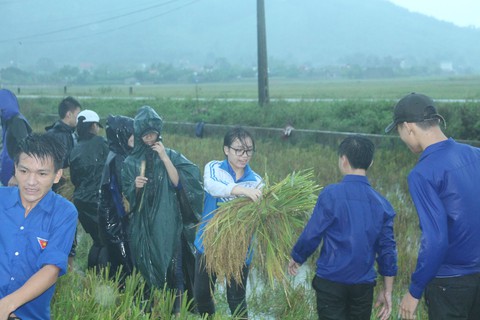 Hàng ngàn đoàn viên thanh niên Thanh Hóa giúp dân gặt lúa chạy lụt - Ảnh 3. Hàng ngàn đoàn viên thanh niên Thanh Hóa giúp dân gặt lúa chạy lụt - Ảnh 3.