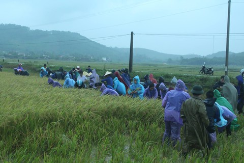 Hàng ngàn đoàn viên thanh niên Thanh Hóa giúp dân gặt lúa chạy lụt - Ảnh 2. Hàng ngàn đoàn viên thanh niên Thanh Hóa giúp dân gặt lúa chạy lụt - Ảnh 2.
