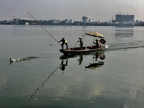 Xác minh vụ nhân viên môi trường hành hung vịt trời trên hồ Tây - Ảnh 1. Xác minh vụ nhân viên môi trường hành hung vịt trời trên hồ Tây - Ảnh 1.