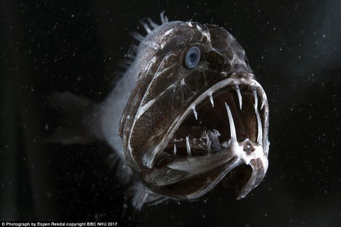 Nghẹt thở sinh vật biển sống động trong Blue Planet II - Ảnh 4. Nghẹt thở sinh vật biển sống động trong Blue Planet II - Ảnh 4.