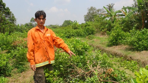 PHẠM TỘI TỪ VIỆC PHÁ VƯỜN CÂY, RUỘNG LÚA - Ảnh 4. PHẠM TỘI TỪ VIỆC PHÁ VƯỜN CÂY, RUỘNG LÚA - Ảnh 4.