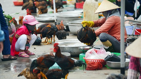 100% mẫu thịt heo, gà, vịt nhiễm vi khuẩn E.coli - Ảnh 1. 100% mẫu thịt heo, gà, vịt nhiễm vi khuẩn E.coli - Ảnh 1.