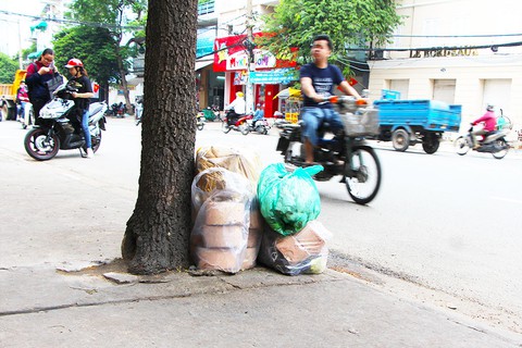 Những bồn cây xanh khốn khổ - Ảnh 11. Những bồn cây xanh khốn khổ - Ảnh 11.