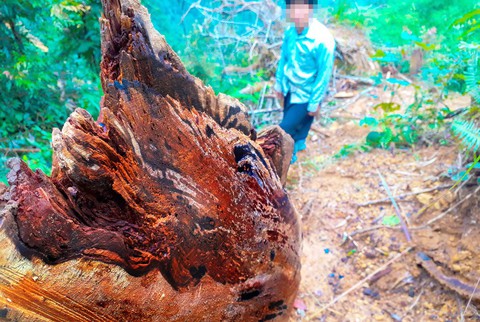 Tan nát rừng đầu nguồn - Kỳ 2: Tận diệt pơmu - Ảnh 4. Tan nát rừng đầu nguồn - Kỳ 2: Tận diệt pơmu - Ảnh 4.