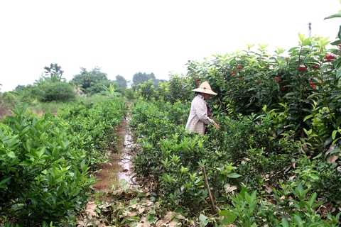 Nước lũ nhấn chìm nhà cửa, vườn tược vùng bãi sông Hồng - Ảnh 4. Nước lũ nhấn chìm nhà cửa, vườn tược vùng bãi sông Hồng - Ảnh 4.