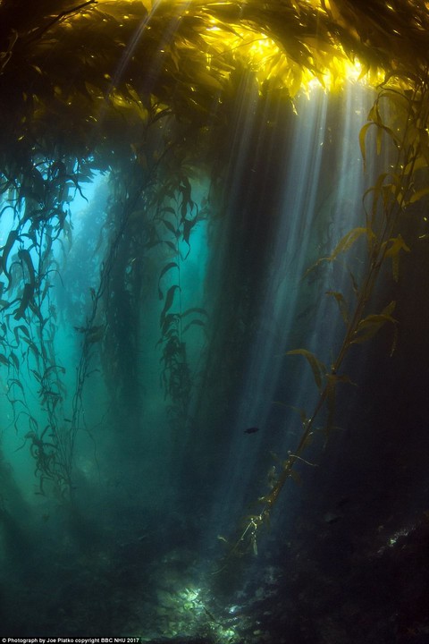 Nghẹt thở sinh vật biển sống động trong Blue Planet II - Ảnh 6. Nghẹt thở sinh vật biển sống động trong Blue Planet II - Ảnh 6.