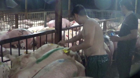 Heo của 13/21 hộ mổ tại lò Xuyên Á chứa nhiều thuốc an thần - Ảnh 3. Heo của 13/21 hộ mổ tại lò Xuyên Á chứa nhiều thuốc an thần - Ảnh 3.