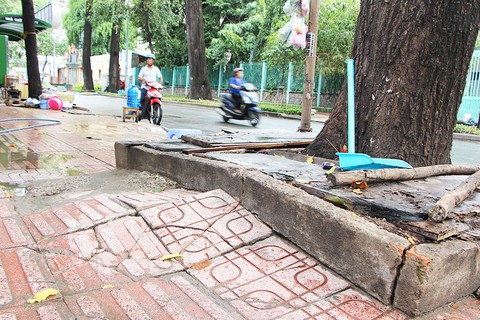 Những bồn cây xanh khốn khổ - Ảnh 10. Những bồn cây xanh khốn khổ - Ảnh 10.
