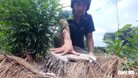 Xác định đối tượng liên quan đến vụ phá rừng đặc dụng ở Huế - Ảnh 1. Xác định đối tượng liên quan đến vụ phá rừng đặc dụng ở Huế - Ảnh 1.