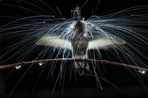 Những bức ảnh xuất sắc nhất của NatGeo năm 2017 - Ảnh 15. Những bức ảnh xuất sắc nhất của NatGeo năm 2017 - Ảnh 15.