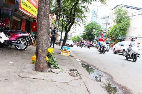 Những bồn cây xanh khốn khổ - Ảnh 12. Những bồn cây xanh khốn khổ - Ảnh 12.