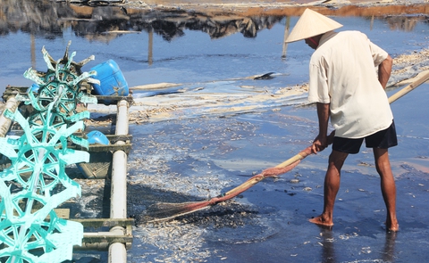 Tôm chết trắng, tiền của trôi theo bão - Ảnh 11. Tôm chết trắng, tiền của trôi theo bão - Ảnh 11.
