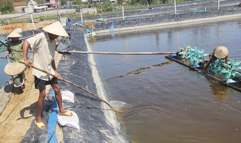 Tôm chết trắng, tiền của trôi theo bão - Ảnh 10. Tôm chết trắng, tiền của trôi theo bão - Ảnh 10.