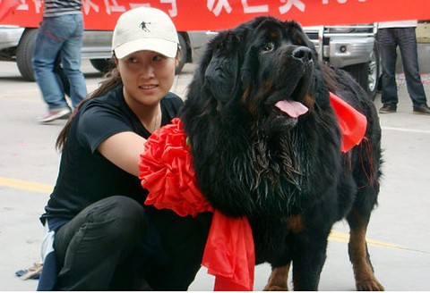 Kinh hoàng với bầy chó ngao Tây Tạng thả rông ở Trung Quốc - Ảnh 3. Kinh hoàng với bầy chó ngao Tây Tạng thả rông ở Trung Quốc - Ảnh 3.