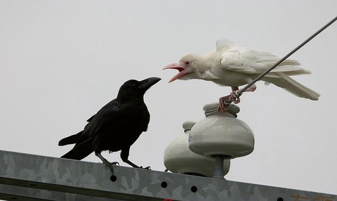 Những động vật tạo hóa quên... pha màu - Ảnh 1. Những động vật tạo hóa quên... pha màu - Ảnh 1.