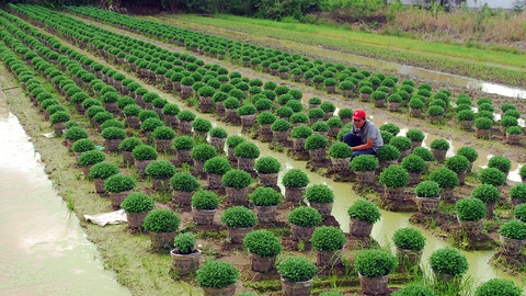 Người miền Tây rầu rĩ nhìn hoa Tết hư hỏng vì mưa dầm - Ảnh 2. Người miền Tây rầu rĩ nhìn hoa Tết hư hỏng vì mưa dầm - Ảnh 2.