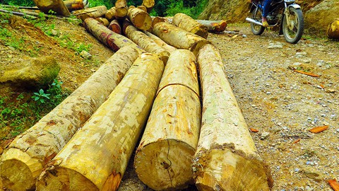Tan nát rừng đầu nguồn - Kỳ 1: Tàn phá rừng phòng hộ - Ảnh 7. Tan nát rừng đầu nguồn - Kỳ 1: Tàn phá rừng phòng hộ - Ảnh 7.