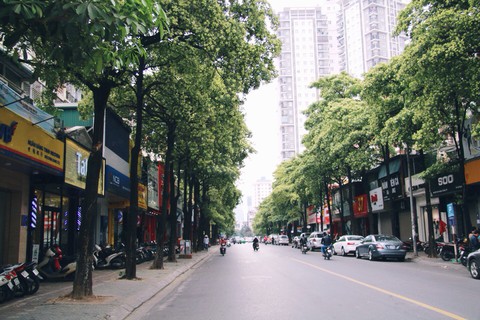 Khổ sở vì hoa sữa nồng nặc - Ảnh 1. Khổ sở vì hoa sữa nồng nặc - Ảnh 1.