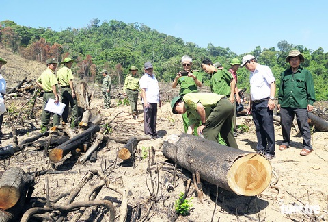 Khởi tố vụ án phá 43,7 hecta rừng ở An Lão - Ảnh 1. Khởi tố vụ án phá 43,7 hecta rừng ở An Lão - Ảnh 1.