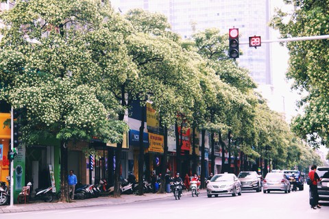 Khổ sở vì hoa sữa nồng nặc - Ảnh 3. Khổ sở vì hoa sữa nồng nặc - Ảnh 3.