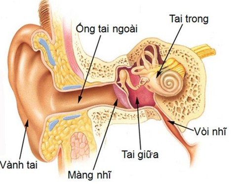 Viêm ống tai ngoài và viêm tai giữa - Ảnh 1. Viêm ống tai ngoài và viêm tai giữa - Ảnh 1.