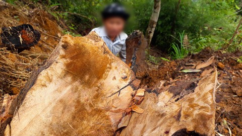 Kỷ luật khiển trách kiểm lâm để mất rừng ở Lào Cai, Yên Bái - Ảnh 4. Kỷ luật khiển trách kiểm lâm để mất rừng ở Lào Cai, Yên Bái - Ảnh 4.