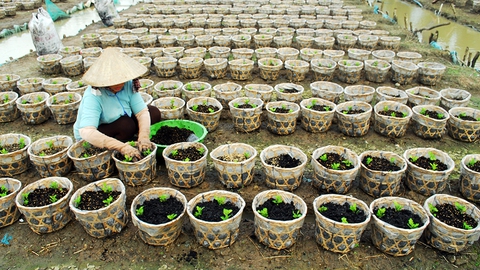 Người miền Tây rầu rĩ nhìn hoa Tết hư hỏng vì mưa dầm - Ảnh 5. Người miền Tây rầu rĩ nhìn hoa Tết hư hỏng vì mưa dầm - Ảnh 5.