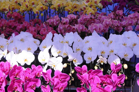 Đà Lạt nắng gắt, du khách đổ về Festival hoa - Ảnh 2. Đà Lạt nắng gắt, du khách đổ về Festival hoa - Ảnh 2.