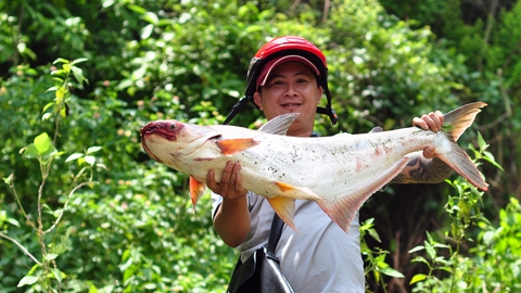 Thủy điện ngưng xả lũ, dân bắt hàng tấn cá khủng - Ảnh 5. Thủy điện ngưng xả lũ, dân bắt hàng tấn cá khủng - Ảnh 5.