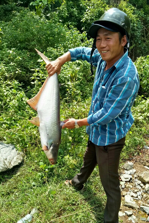 Thủy điện ngưng xả lũ, dân bắt hàng tấn cá khủng - Ảnh 7. Thủy điện ngưng xả lũ, dân bắt hàng tấn cá khủng - Ảnh 7.