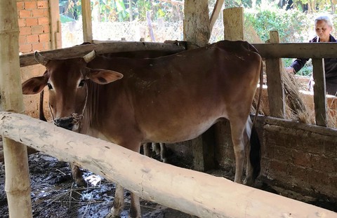 Dân nghèo bị xã đòi nợ bò giống cấp miễn phí - Ảnh 1. Dân nghèo bị xã đòi nợ bò giống cấp miễn phí - Ảnh 1.