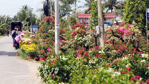 Dính tin đồn xài thuốc gây ung thư, làng hoa Cái Mơn lao đao - Ảnh 2. Dính tin đồn xài thuốc gây ung thư, làng hoa Cái Mơn lao đao - Ảnh 2.