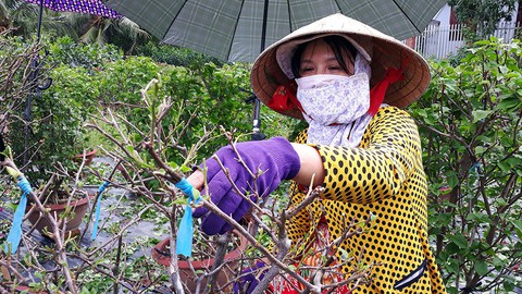 Dính tin đồn xài thuốc gây ung thư, làng hoa Cái Mơn lao đao - Ảnh 3. Dính tin đồn xài thuốc gây ung thư, làng hoa Cái Mơn lao đao - Ảnh 3.