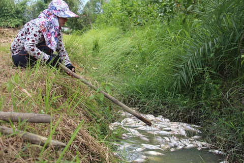 Cá chết trắng bờ đập Hố Chuối, gà vịt ăn cá chết theo - Ảnh 3. Cá chết trắng bờ đập Hố Chuối, gà vịt ăn cá chết theo - Ảnh 3.