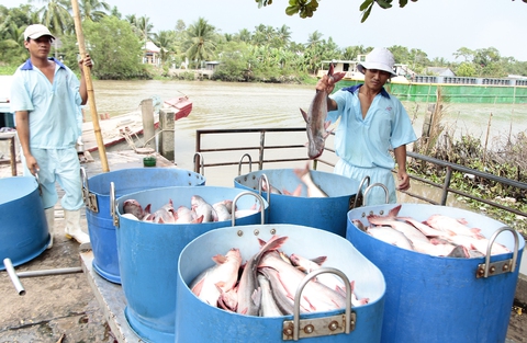 Tăng thuế đột biến, cá tra nguy cơ mất thị trường Mỹ - Ảnh 1. Tăng thuế đột biến, cá tra nguy cơ mất thị trường Mỹ - Ảnh 1.