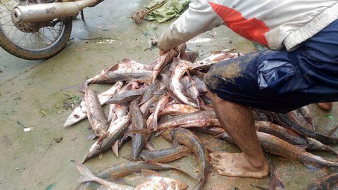 Hàng trăm tấn cá chết trên sông Krông Nô do bão số 12 - Ảnh 1. Hàng trăm tấn cá chết trên sông Krông Nô do bão số 12 - Ảnh 1.