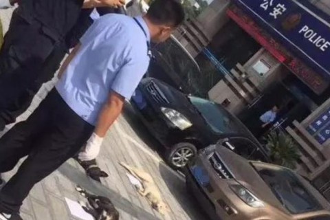 Chủ nhà hàng thịt chó Trung Quốc lại đi trộm chó - Ảnh 1. Chủ nhà hàng thịt chó Trung Quốc lại đi trộm chó - Ảnh 1.