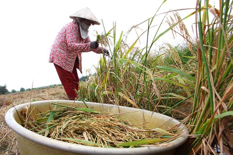 Bắc Bộ rét đậm, Nam Bộ có mưa trái mùa nhưng không cứu được hạn mặn - Ảnh 1. Bắc Bộ rét đậm, Nam Bộ có mưa trái mùa nhưng không cứu được hạn mặn - Ảnh 1.