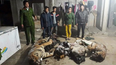 Bàn giao hai xác hổ cho bảo tàng thiên nhiên - Ảnh 1. Bàn giao hai xác hổ cho bảo tàng thiên nhiên - Ảnh 1.