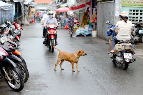 Yêu cầu thống kê chính xác số hộ nuôi chó, mèo và số chó, mèo ở từng khu dân cư - Ảnh 1. Yêu cầu thống kê chính xác số hộ nuôi chó, mèo và số chó, mèo ở từng khu dân cư - Ảnh 1.