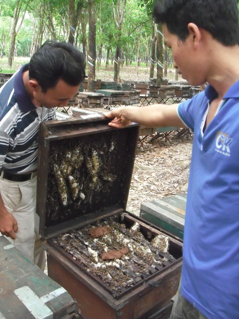 Châu Âu là thị trường hứa hẹn của mật ong Việt Nam - Ảnh 2. Châu Âu là thị trường hứa hẹn của mật ong Việt Nam - Ảnh 2.