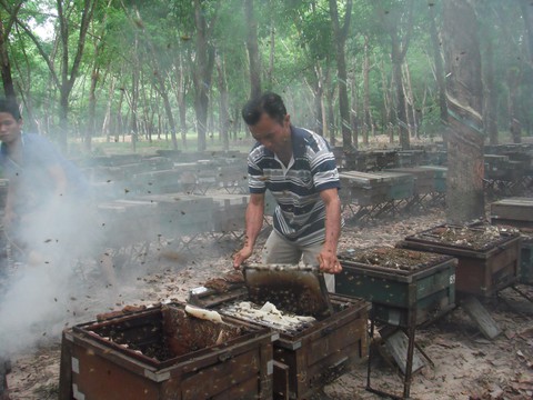 Châu Âu là thị trường hứa hẹn của mật ong Việt Nam - Ảnh 1. Châu Âu là thị trường hứa hẹn của mật ong Việt Nam - Ảnh 1.